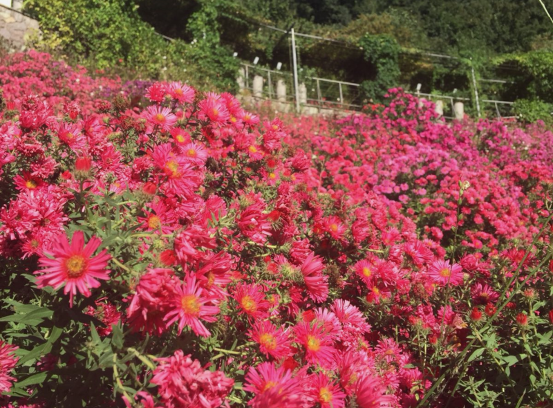 Rauhblatt-Aster